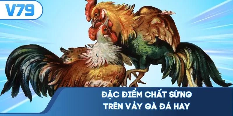 dac-diem-chat-sung-tren-vay-ga-da-hay Đặc điểm chất sừng trên vảy gà đá hay