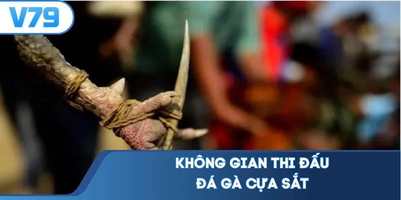 khong-gian-thi-dau-da-ga-cua-sat Không gian thi đấu đá gà cựa sắt