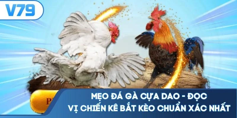 Mẹo Đá Gà Cựa Dao - Đọc Vị Chiến Kê Bắt Kèo Chuẩn Xác Nhất