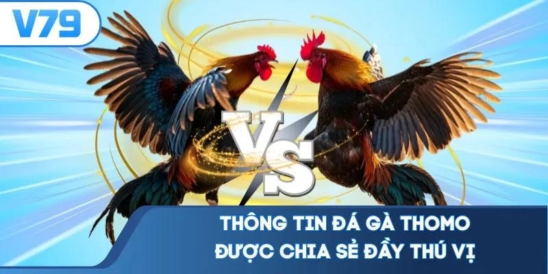 thong-tin-da-ga-thomo-duoc-chia-se-day-thu-vi Thông tin đá gà Thomo được chia sẻ đầy thú vị