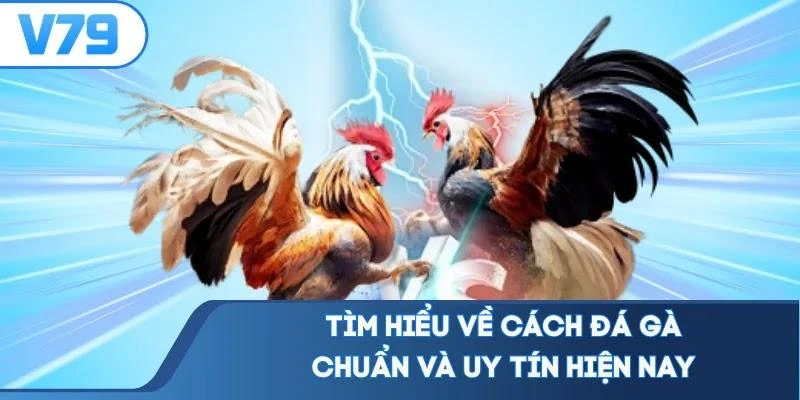 tim-hieu-ve-cach-da-ga-chuan-va-uy-tin-hien-nay Tìm hiểu về cách đá gà chuẩn và uy tín hiện nay